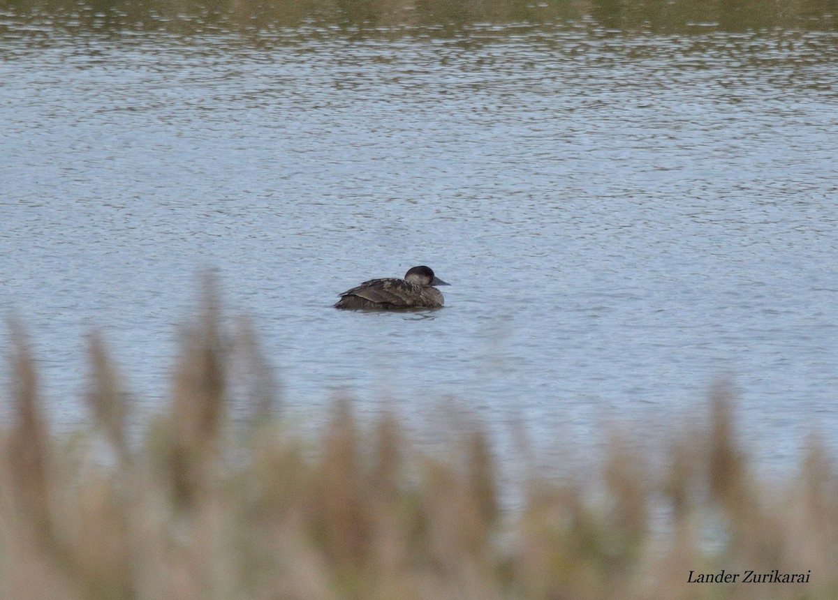 Common Scoter - ML643731460