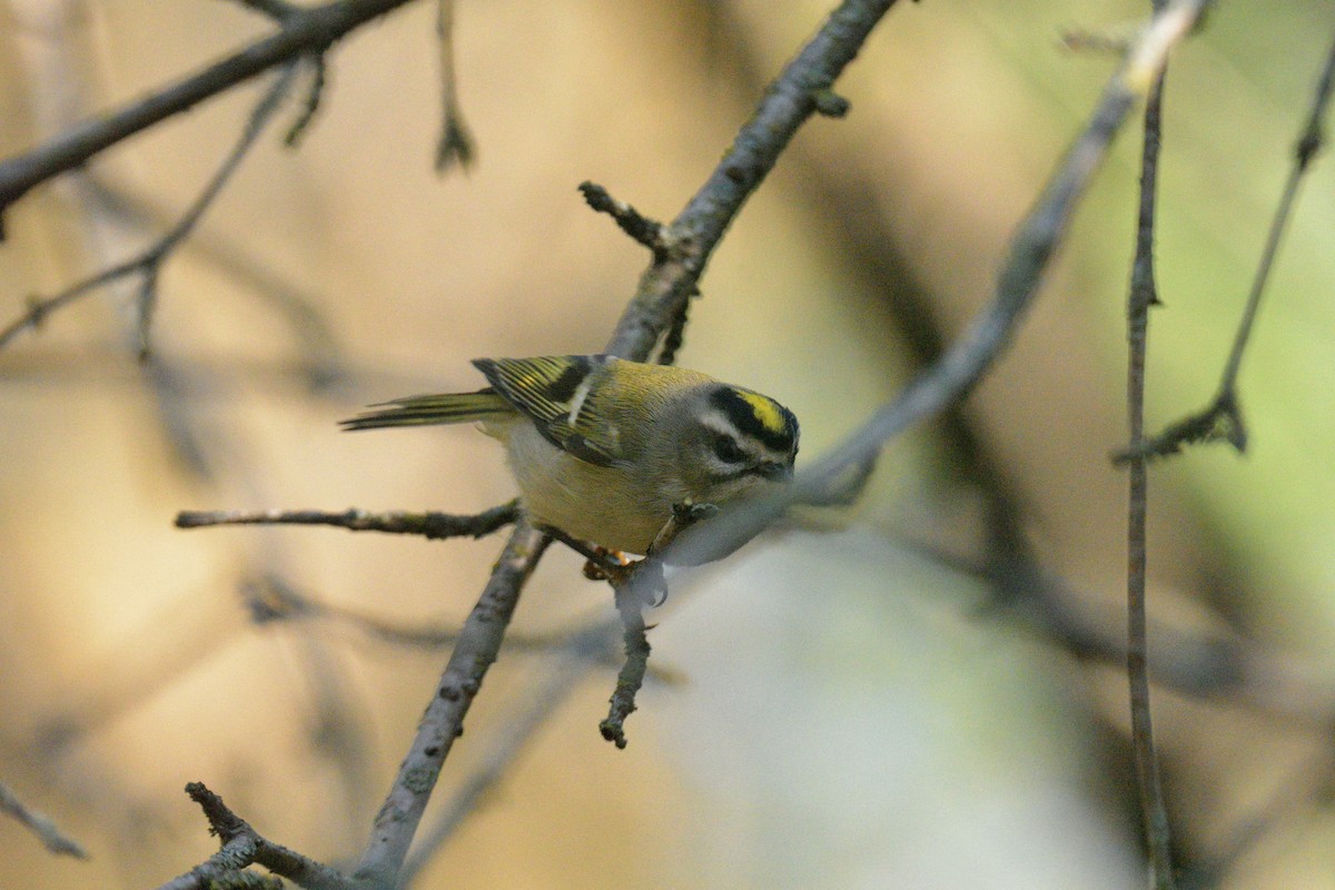 Golden-crowned Kinglet - ML643731465