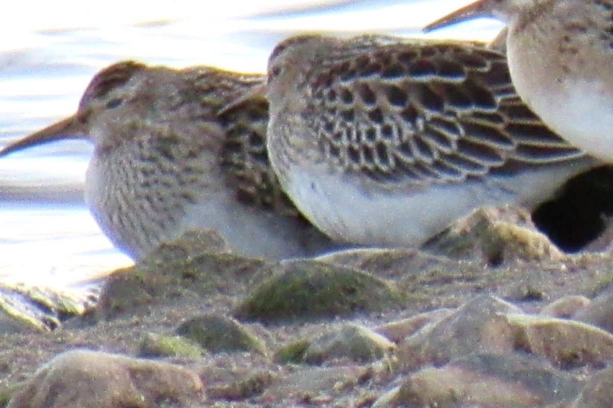 Pectoral Sandpiper - ML643731470