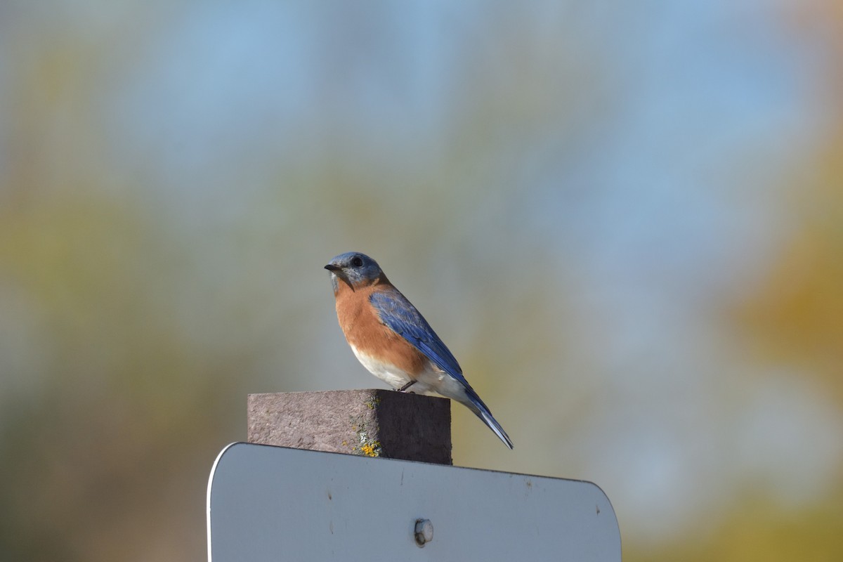 Eastern Bluebird - ML643731472