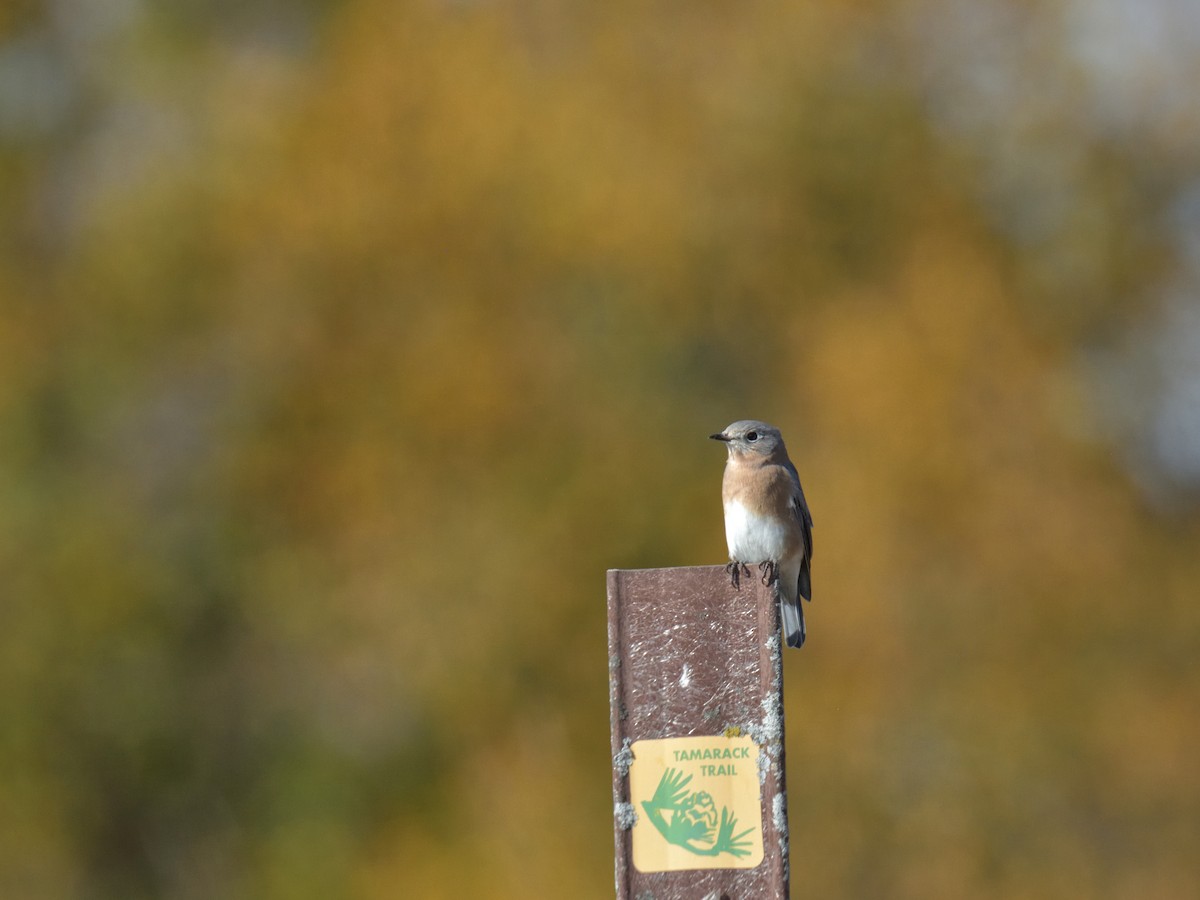 Eastern Bluebird - ML643731473