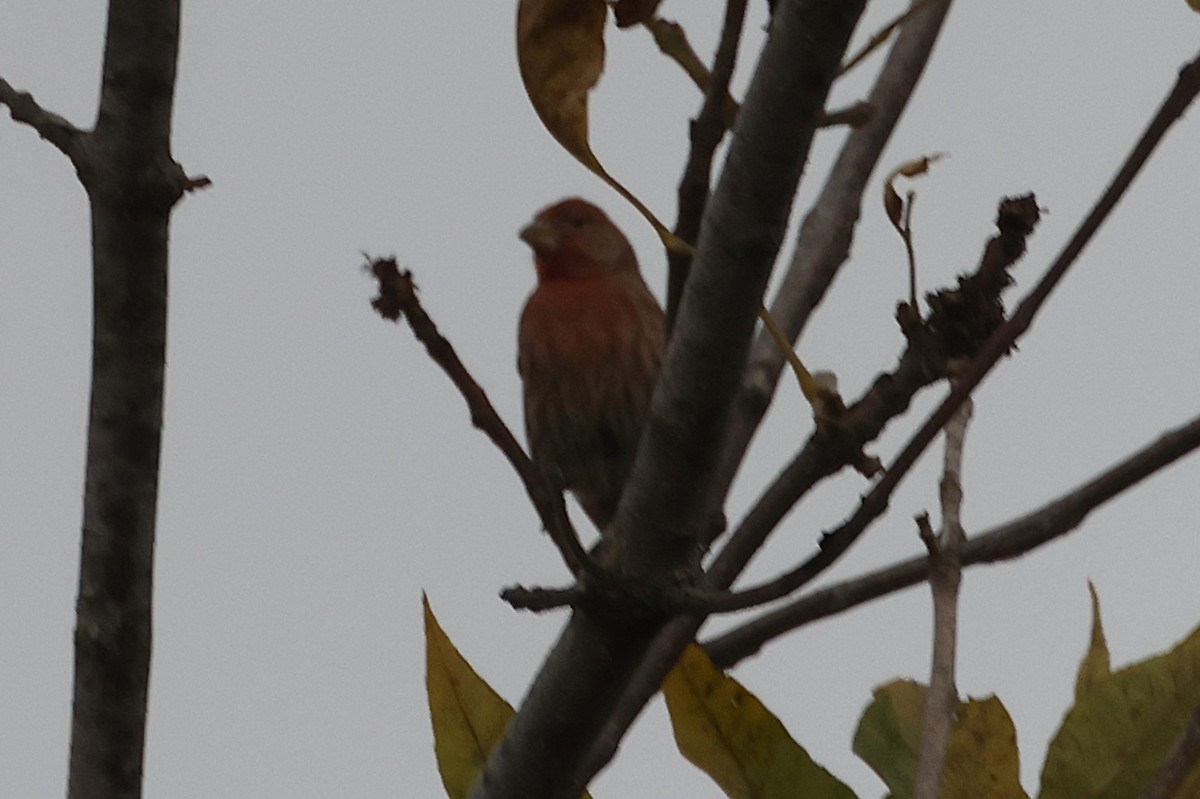 House Finch - ML643731484