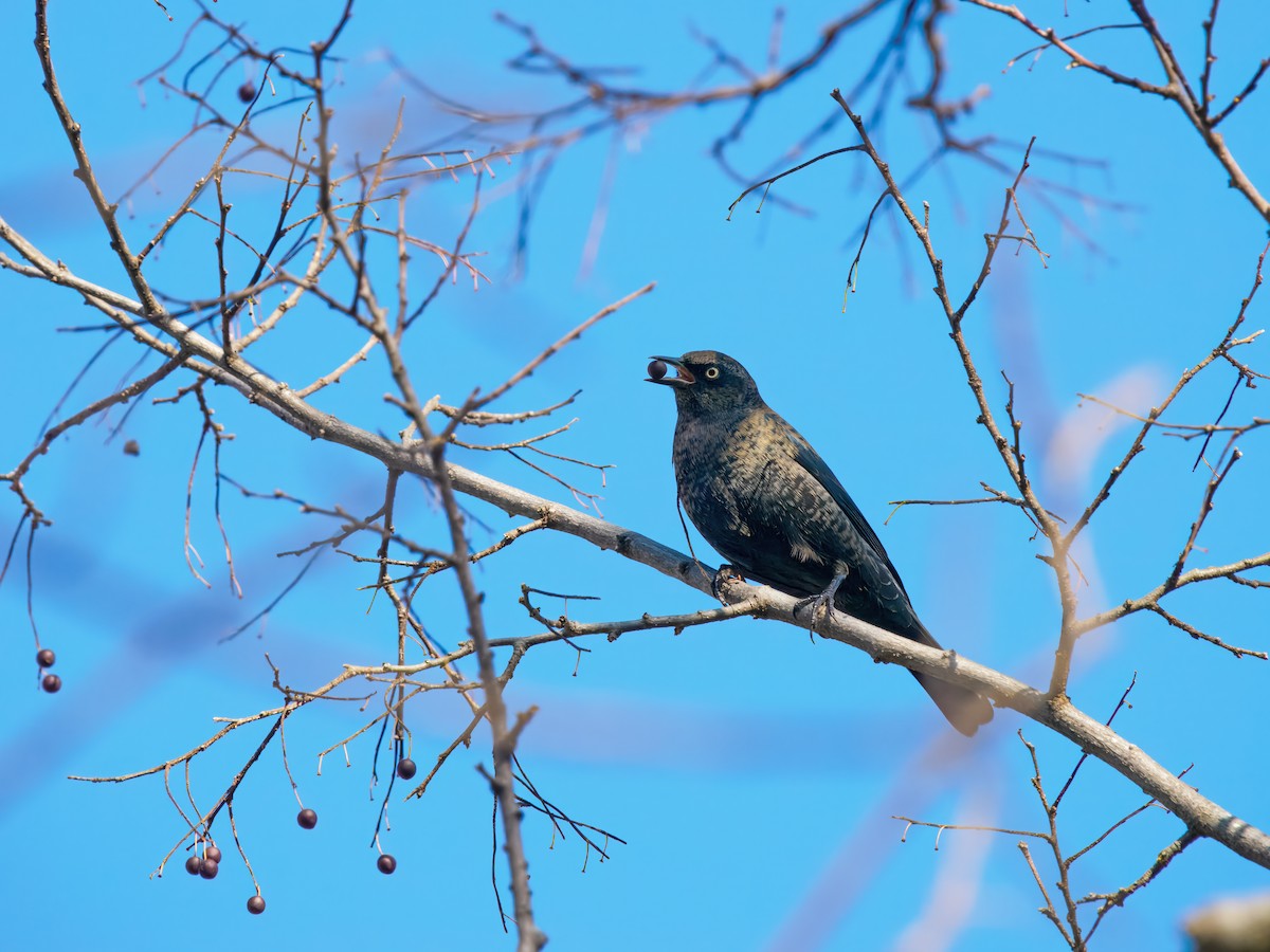 Rusty Blackbird - ML643731492