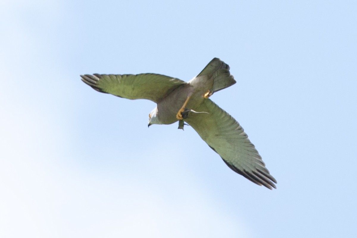 Fiji Goshawk - ML643731496
