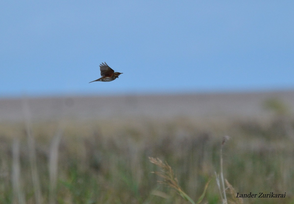 Redwing - ML643731507