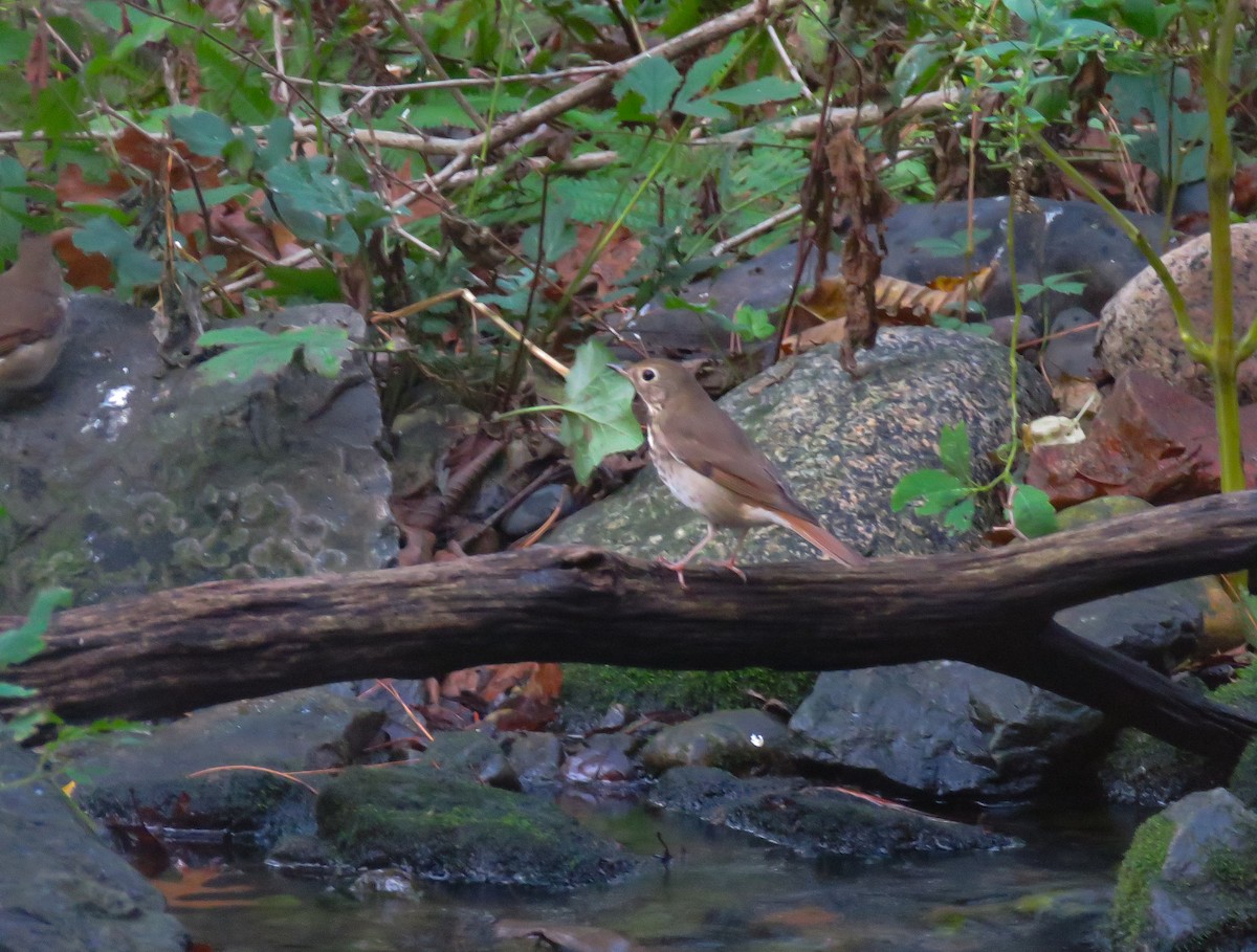 Hermit Thrush - ML643731510