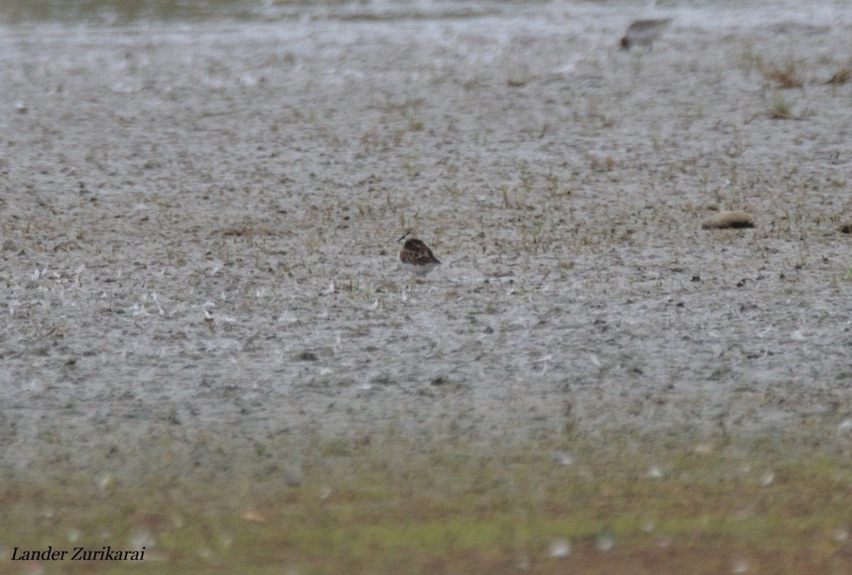 小濱鷸 - ML643731514