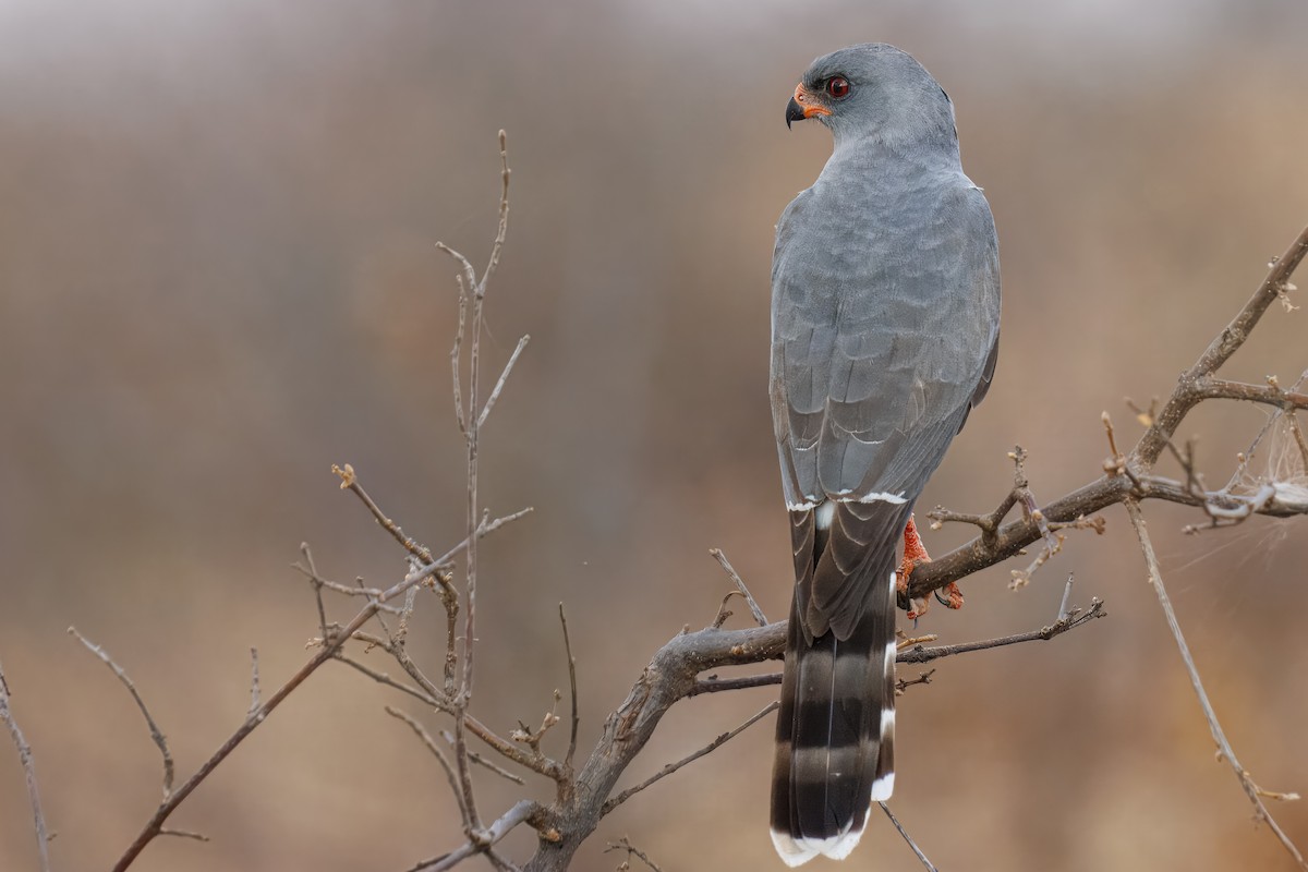 Gabar Goshawk - ML643731519