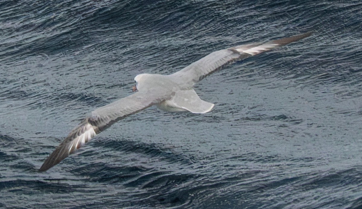 Southern Fulmar - ML643731522