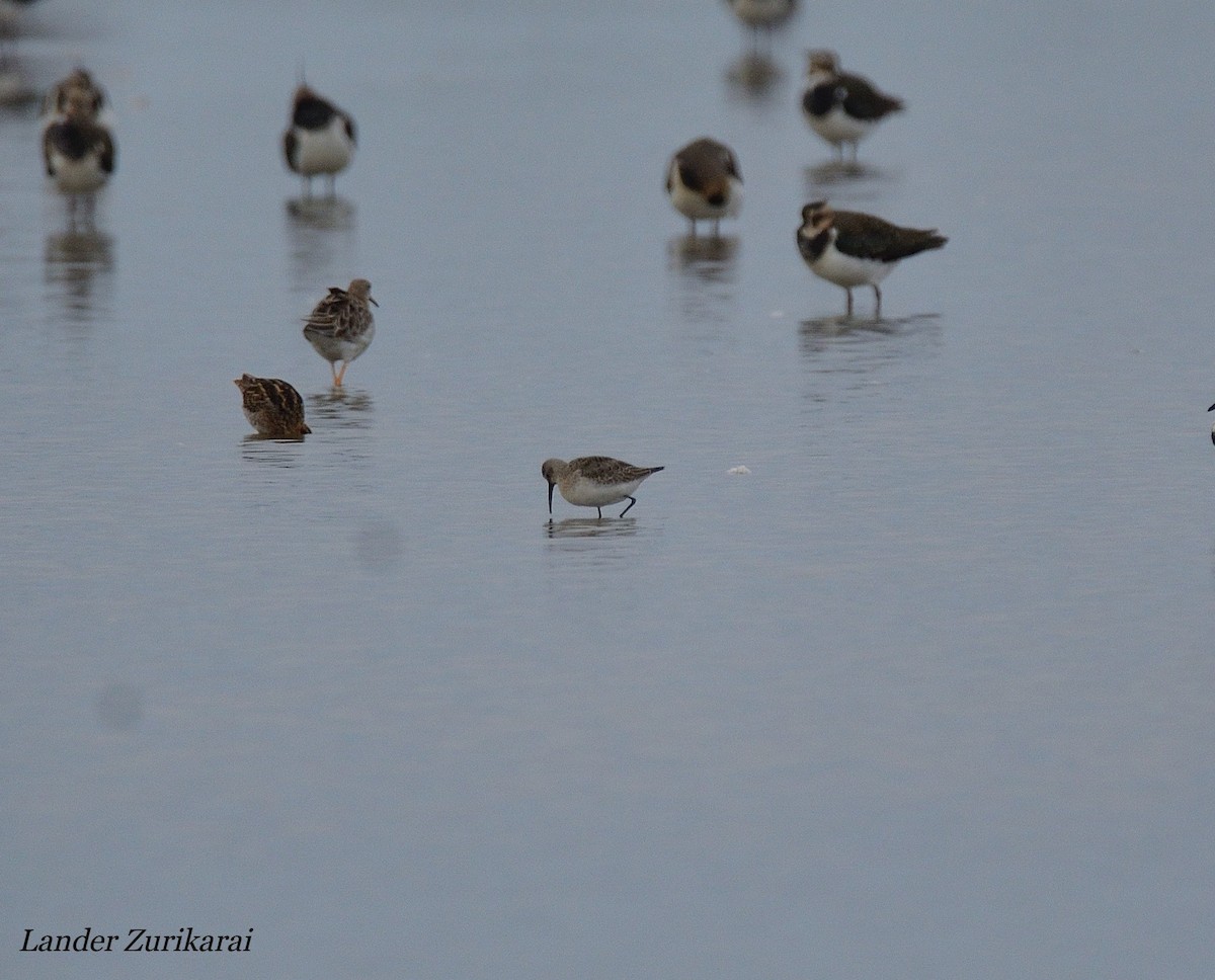 彎嘴濱鷸 - ML643731523