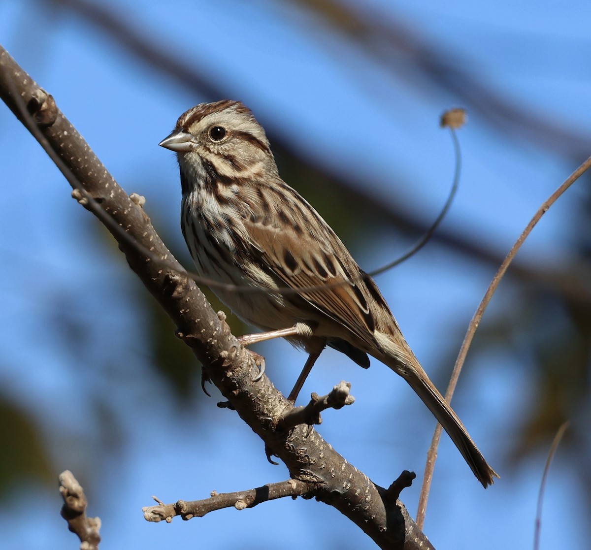 Song Sparrow - ML643731524