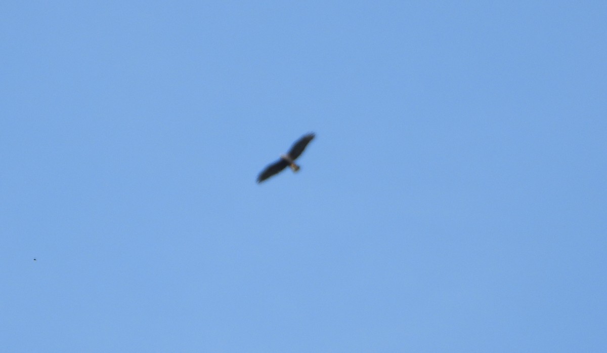 Lineated Woodpecker - ML643731525
