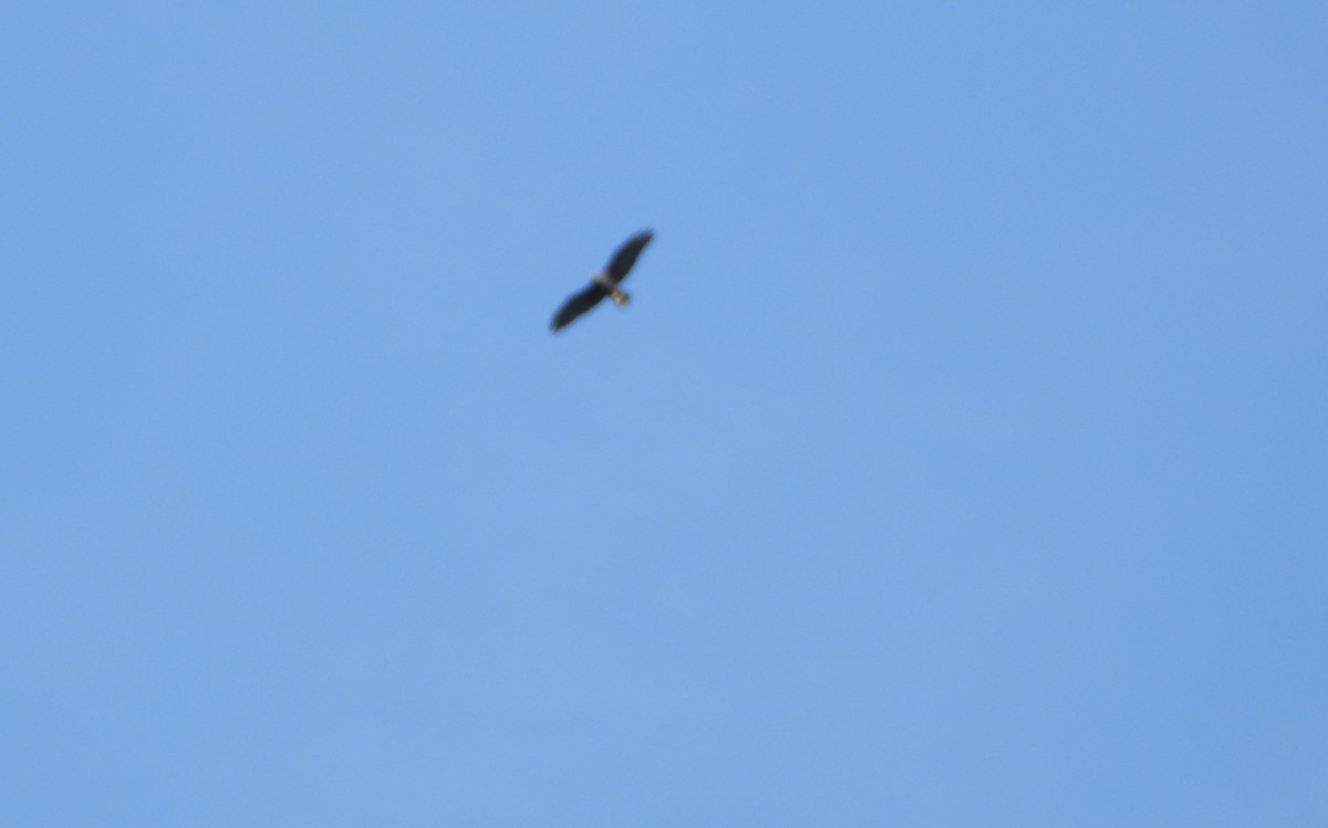 Hook-billed Kite - ML643731526