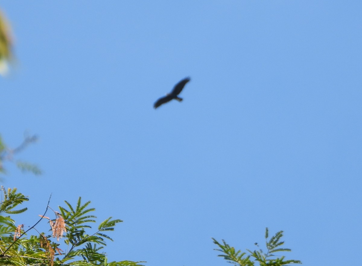 Lineated Woodpecker - ML643731527