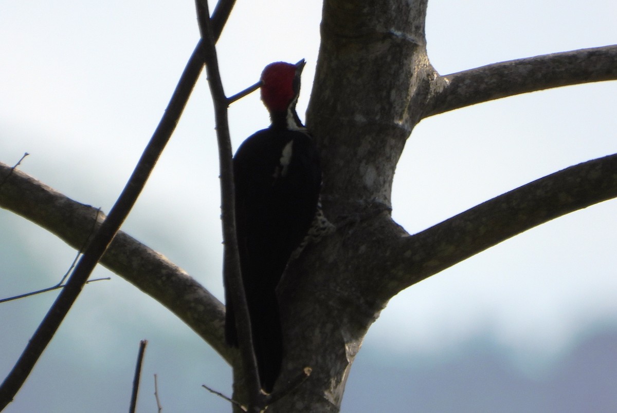 Lineated Woodpecker - ML643731528