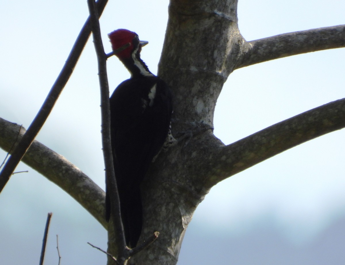 Lineated Woodpecker - ML643731529