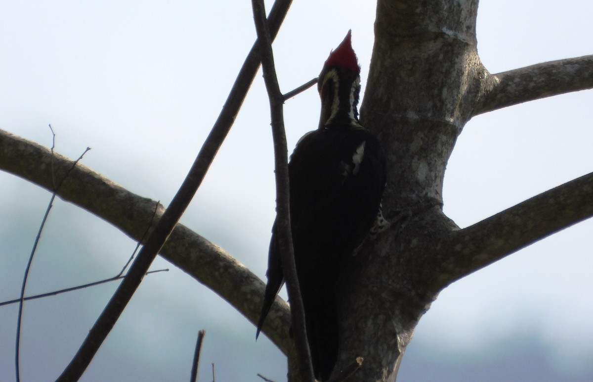 Lineated Woodpecker - ML643731530