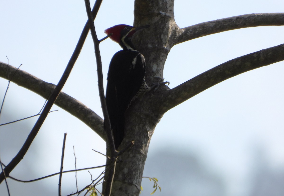 Lineated Woodpecker - ML643731531