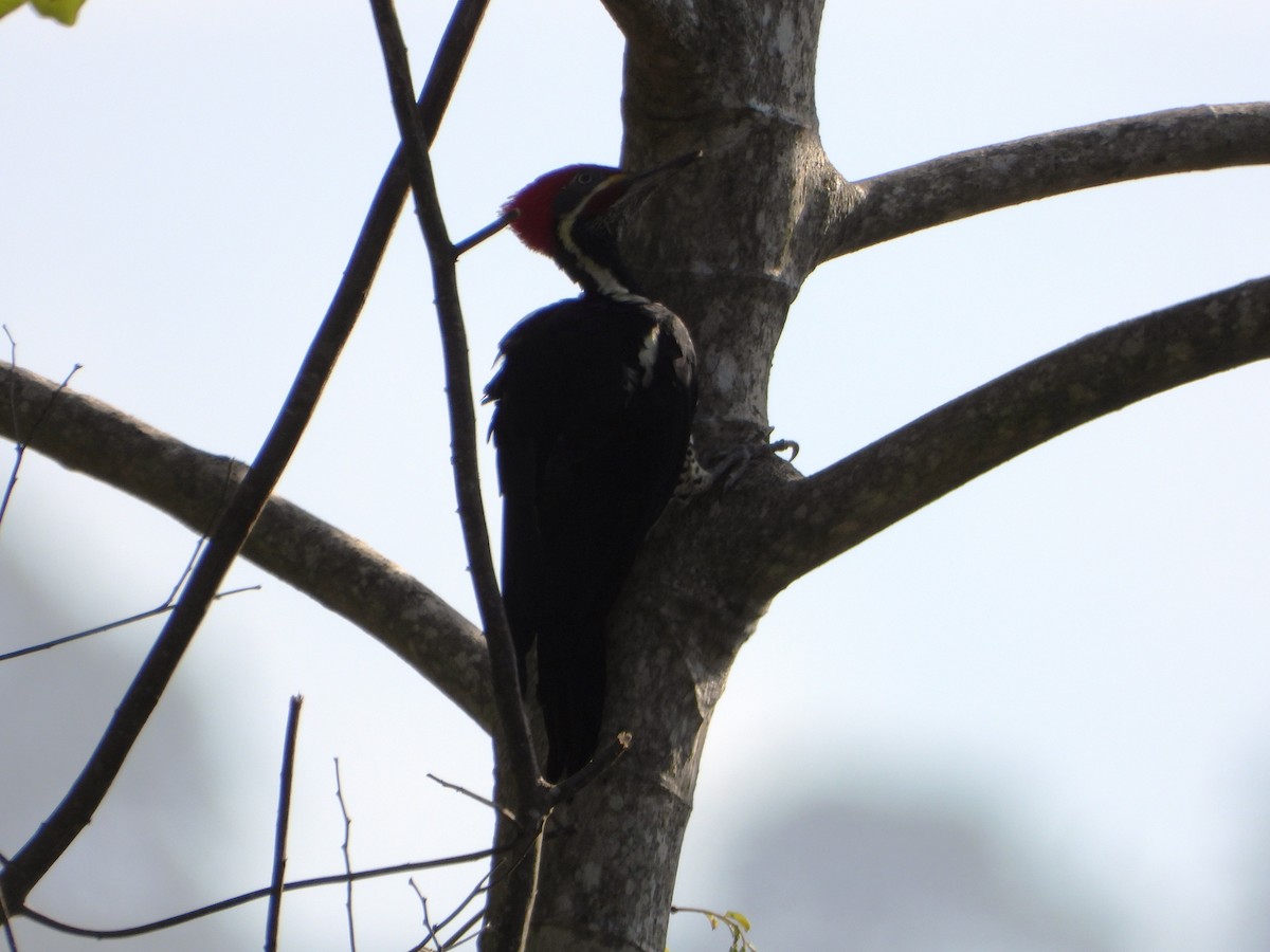 Lineated Woodpecker - ML643731532