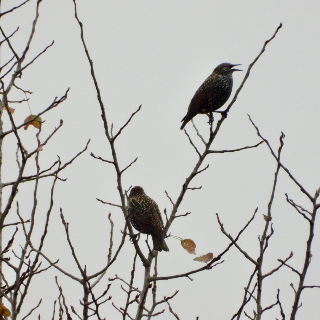 European Starling - ML643731534