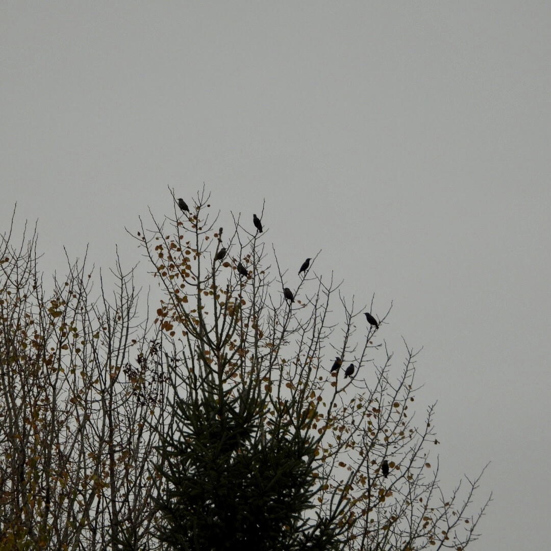 European Starling - ML643731535