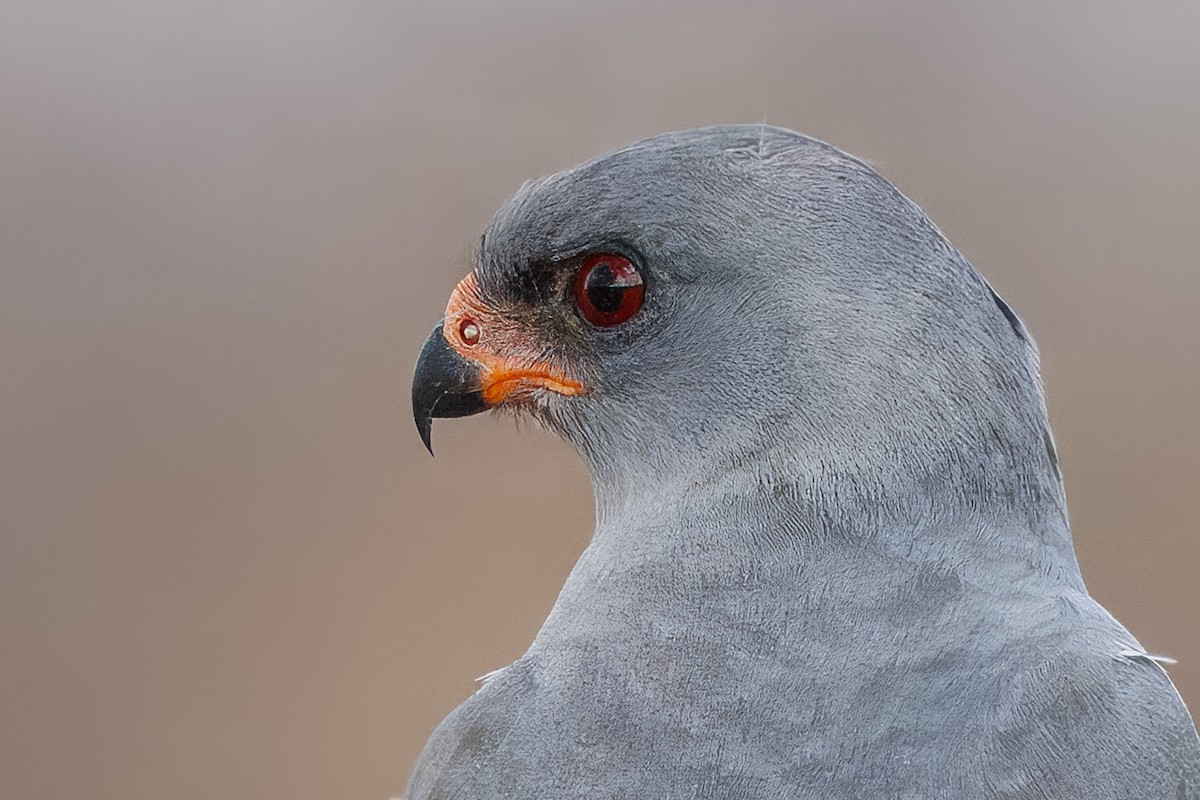 Gabar Goshawk - ML643731536