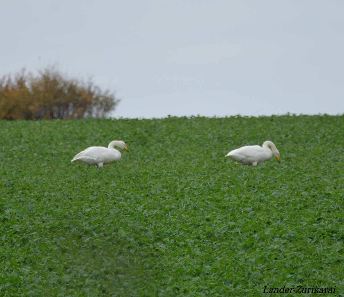 Whooper Swan - ML643731537