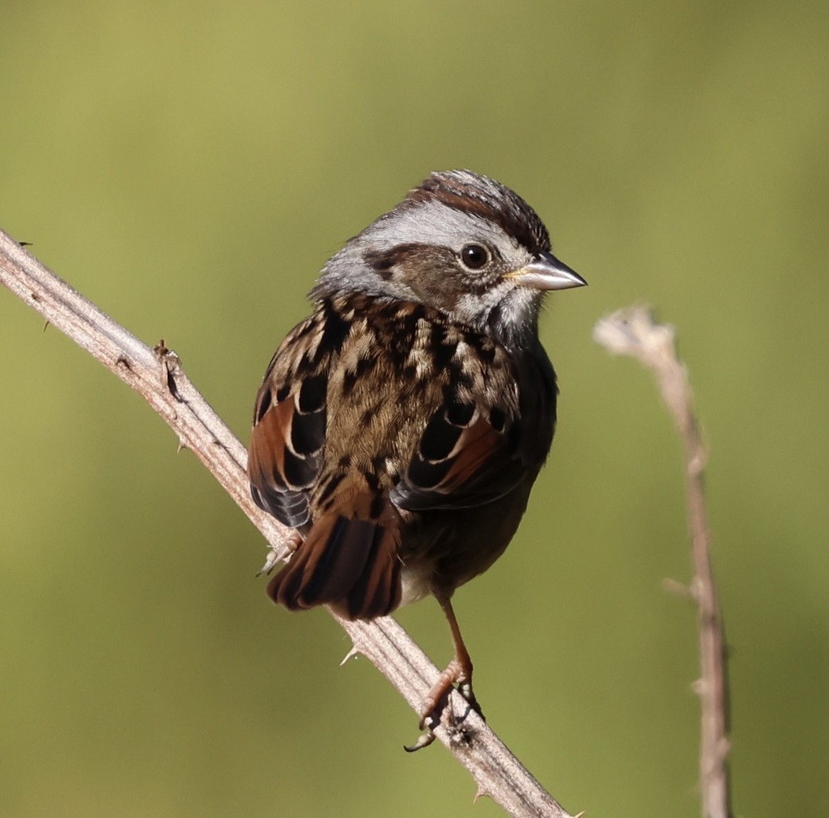 Swamp Sparrow - ML643731538