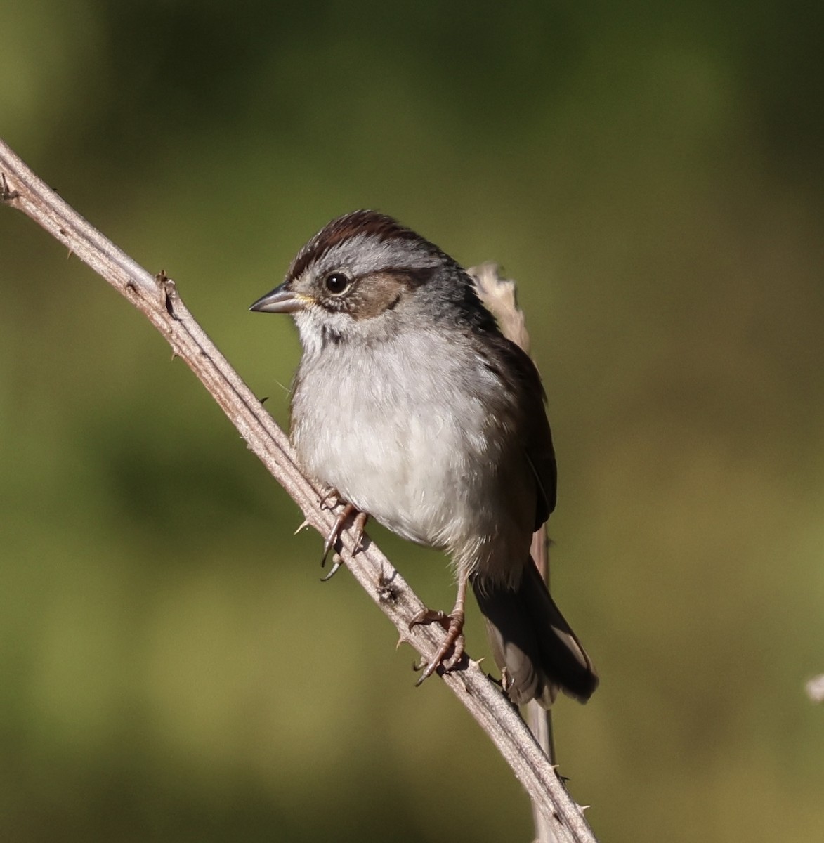 Swamp Sparrow - ML643731539