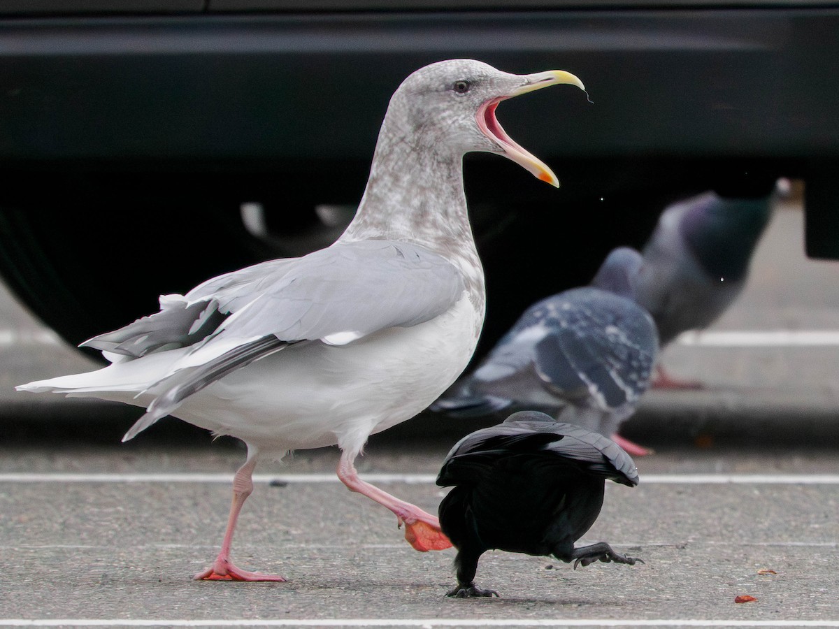 Glaucous-winged Gull - ML643731541