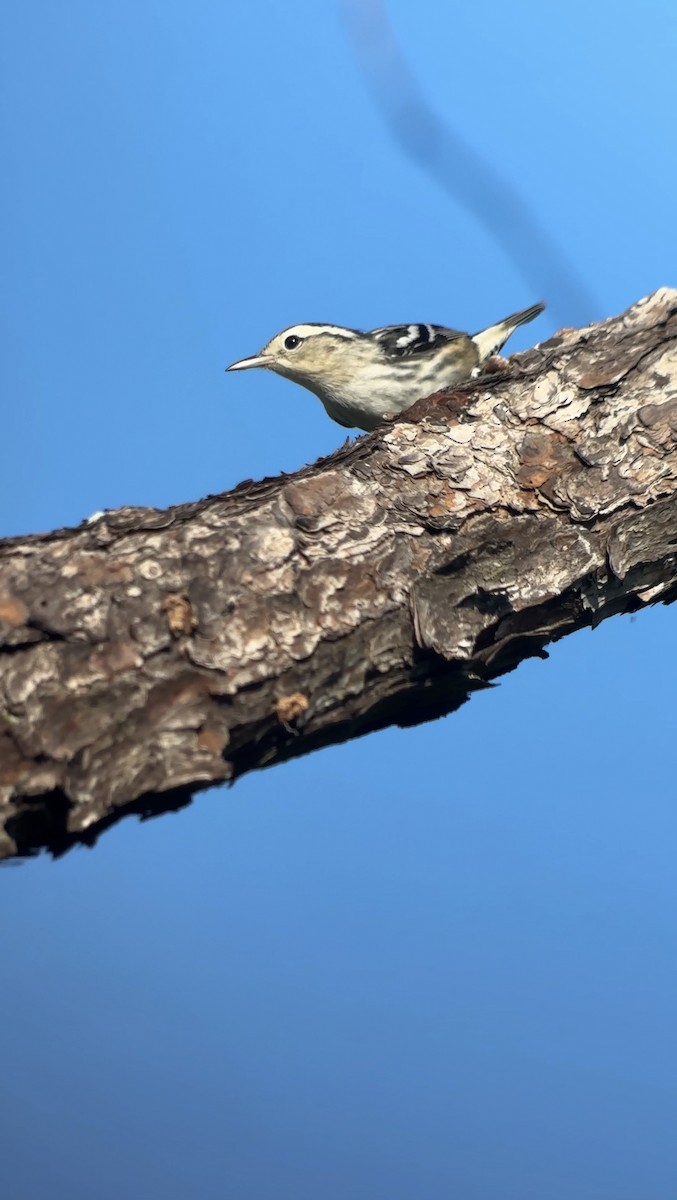 Black-and-white Warbler - ML643731544