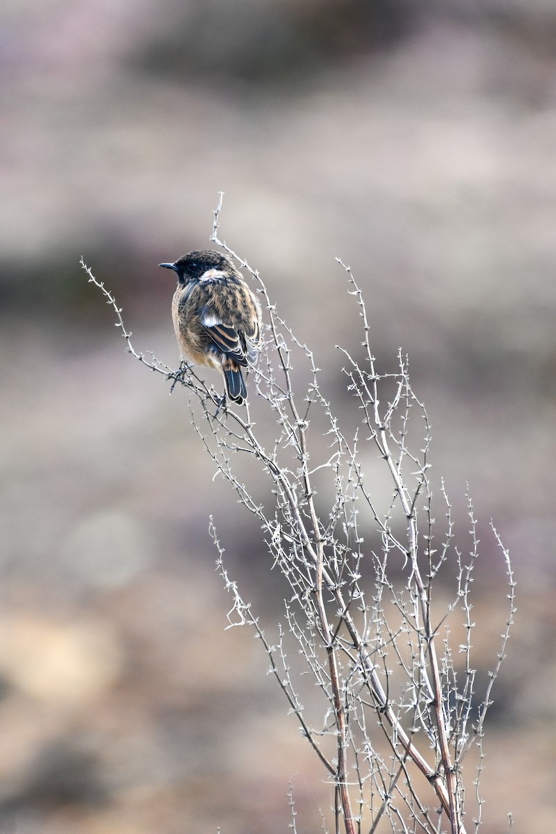 European Stonechat - ML643731545