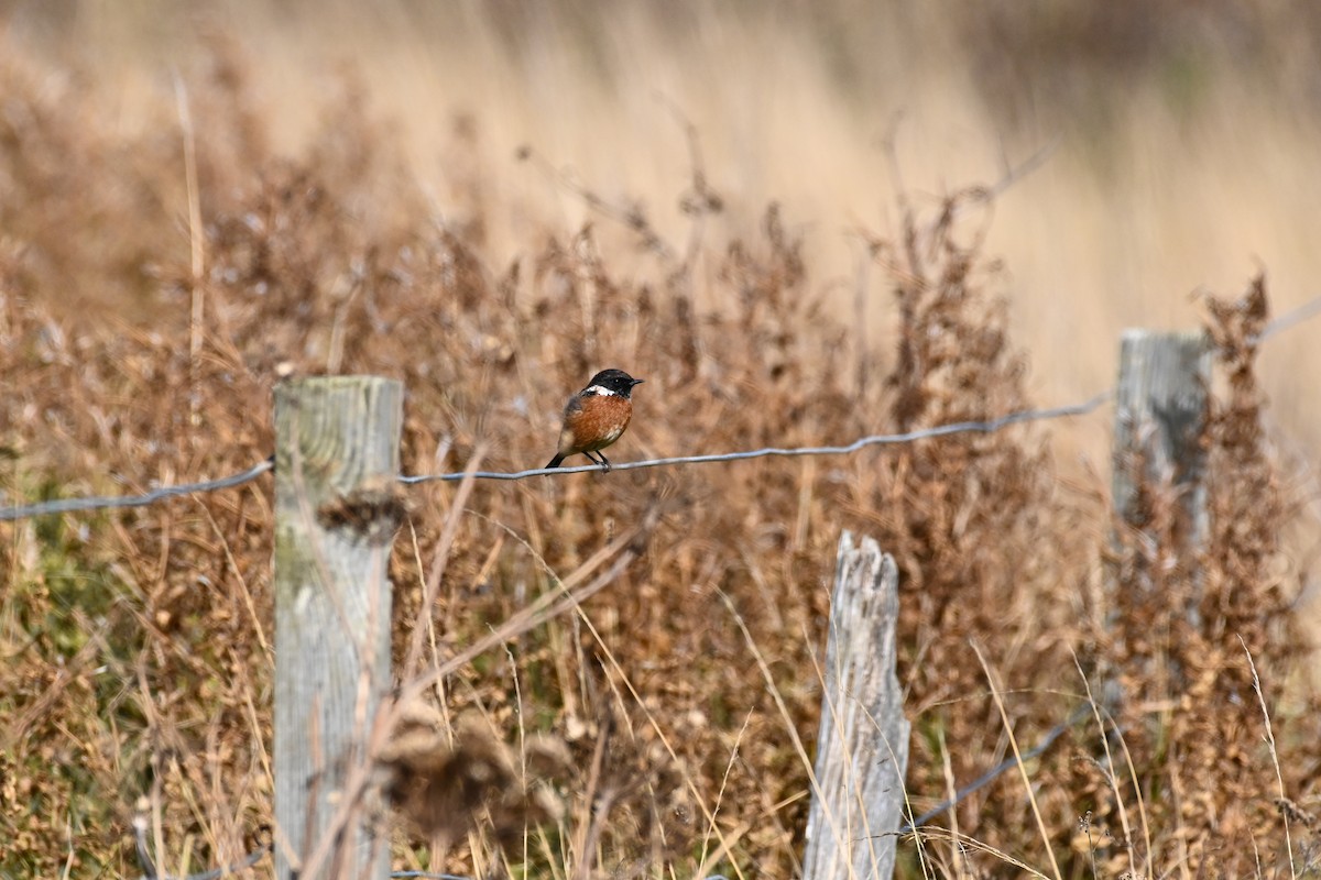 European Stonechat - ML643731546