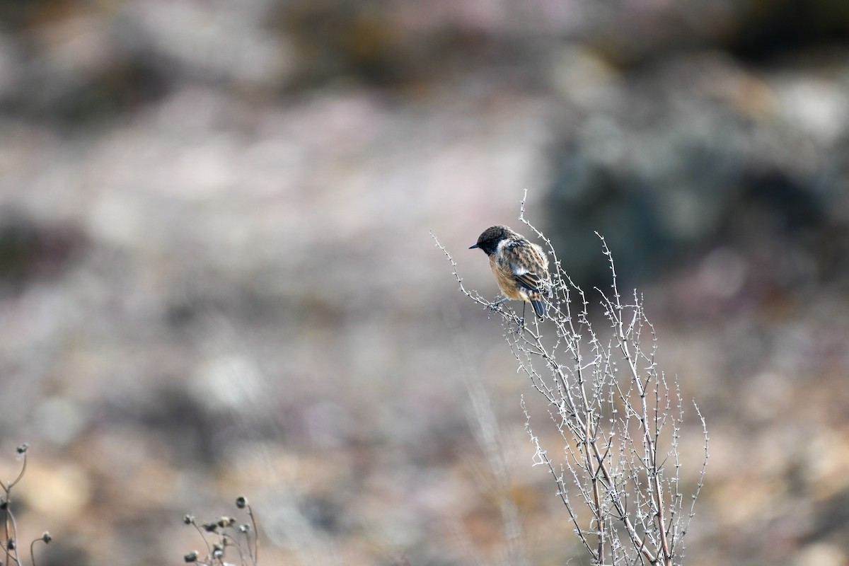 European Stonechat - ML643731547