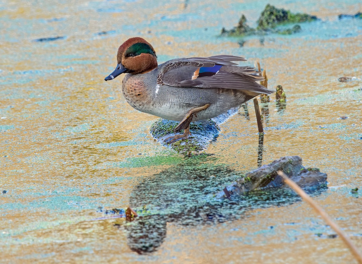 Green-winged Teal - ML643731548