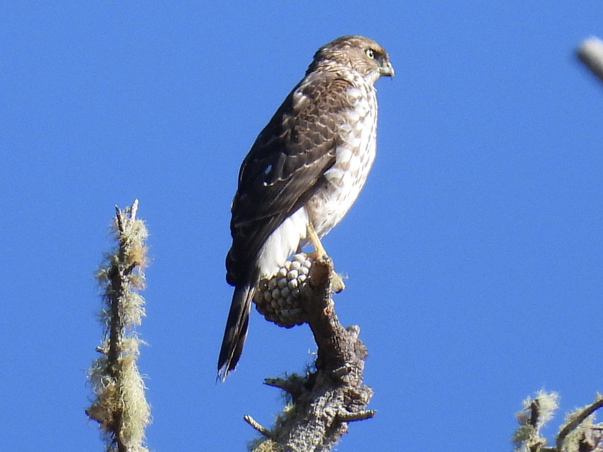 Cooper's Hawk - ML643731549