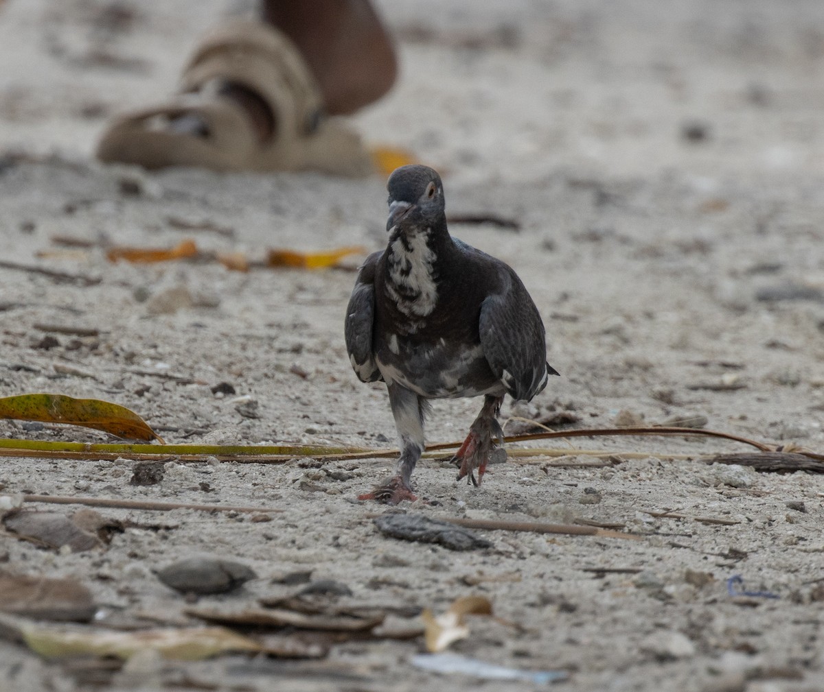 Rock Pigeon (Feral Pigeon) - ML643731550