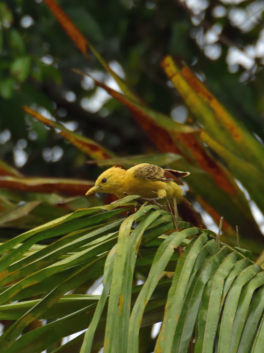 Cream-colored Woodpecker - ML643731551
