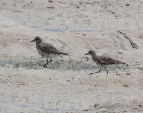 Black-bellied Plover - ML643731554