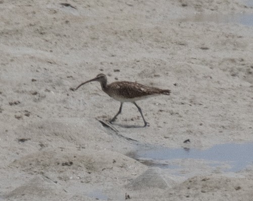 Whimbrel - ML643731558