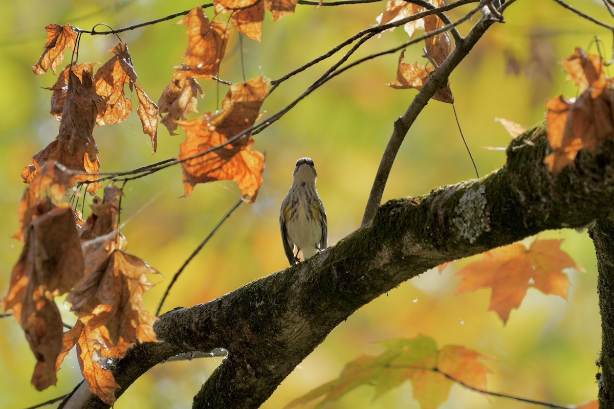 Yellow-rumped Warbler - ML643731559