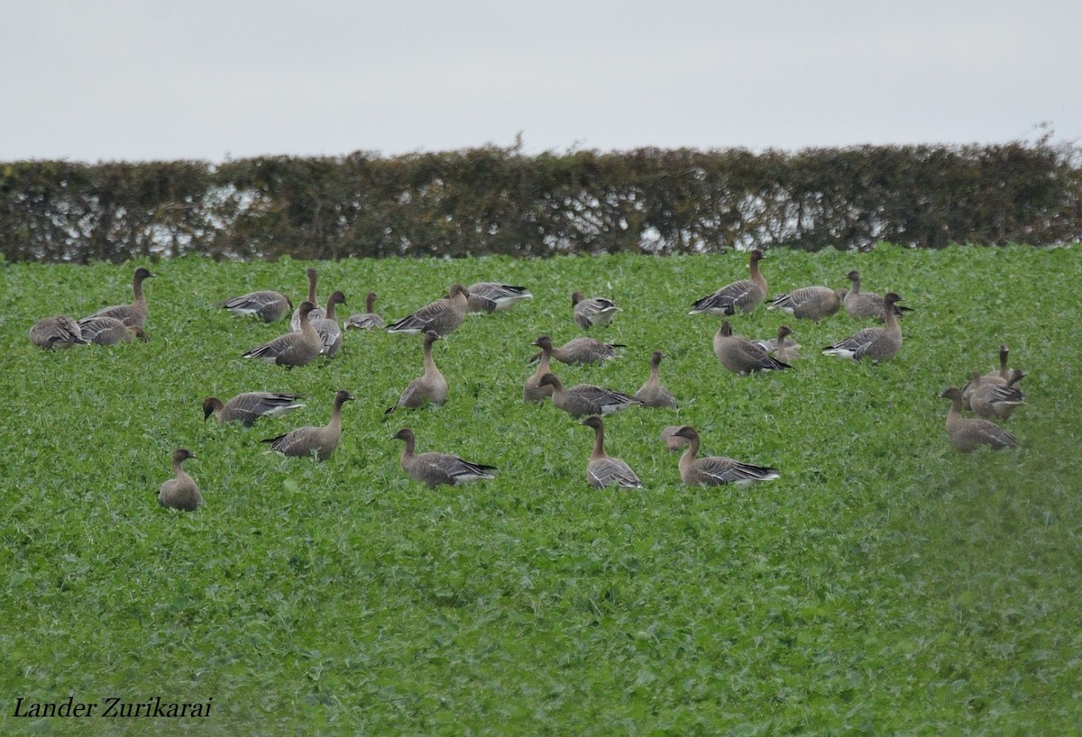 Pink-footed Goose - ML643731562