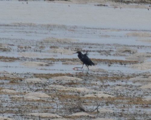 Black Heron - ML643731573