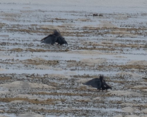 Black Heron - ML643731581