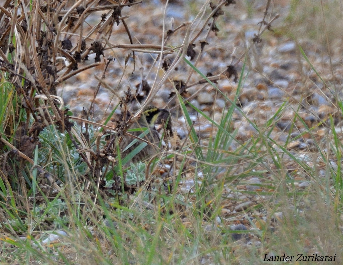 Horned Lark - ML643731599