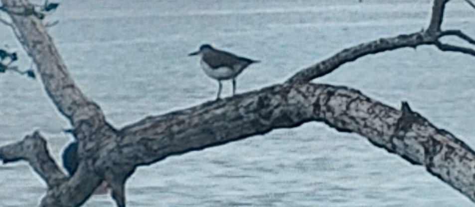 Drosseluferläufer - ML643731603