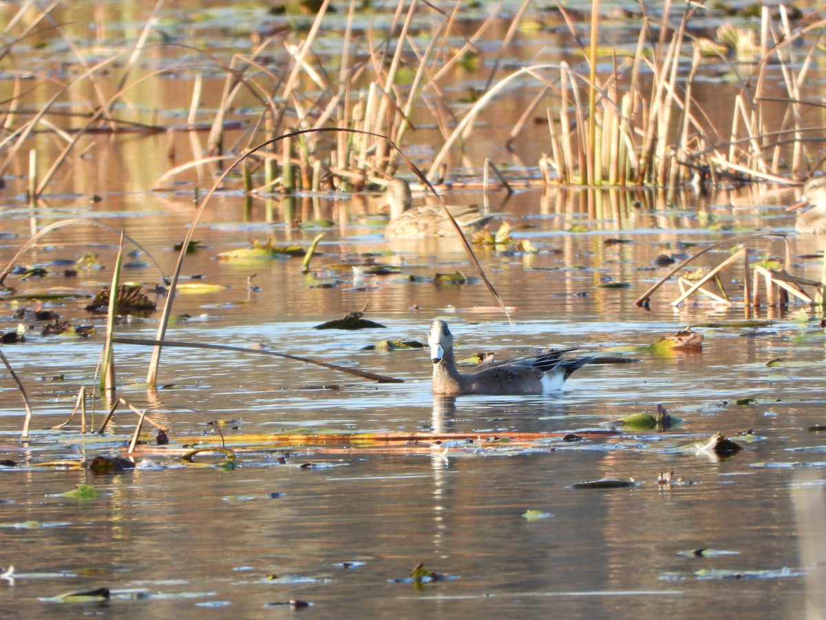 American Wigeon - ML643731616