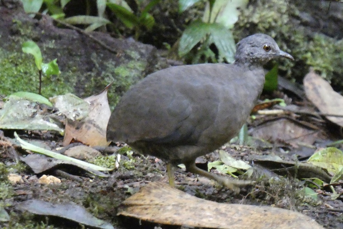 コシギダチョウ - ML643731617