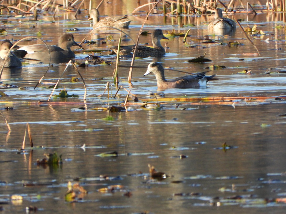 American Wigeon - ML643731620