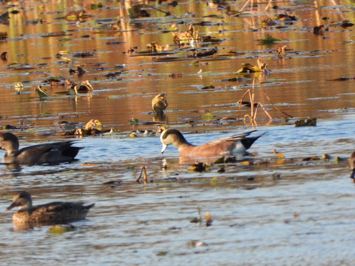American Wigeon - ML643731624